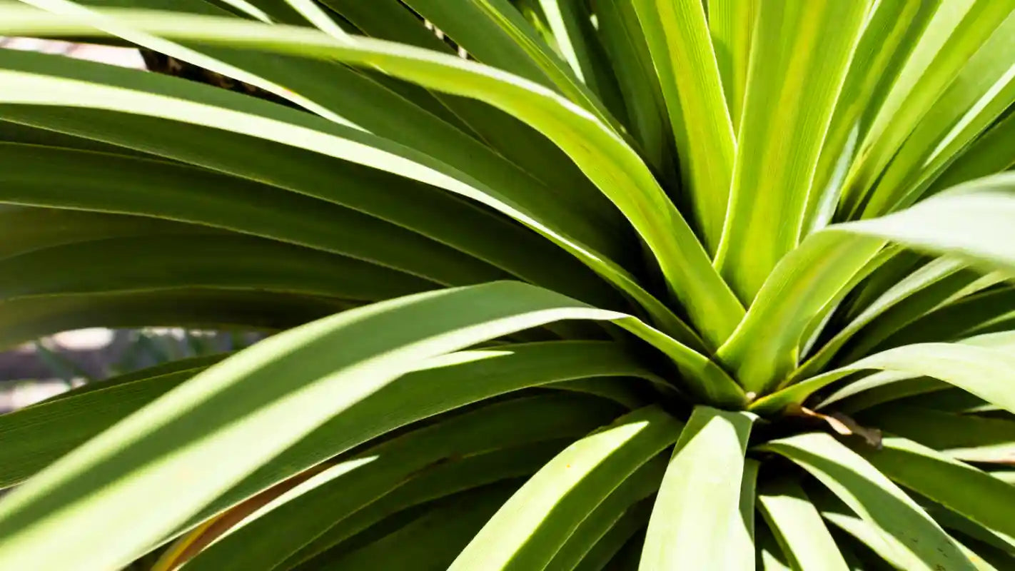 Feuilles vertes de cordyline