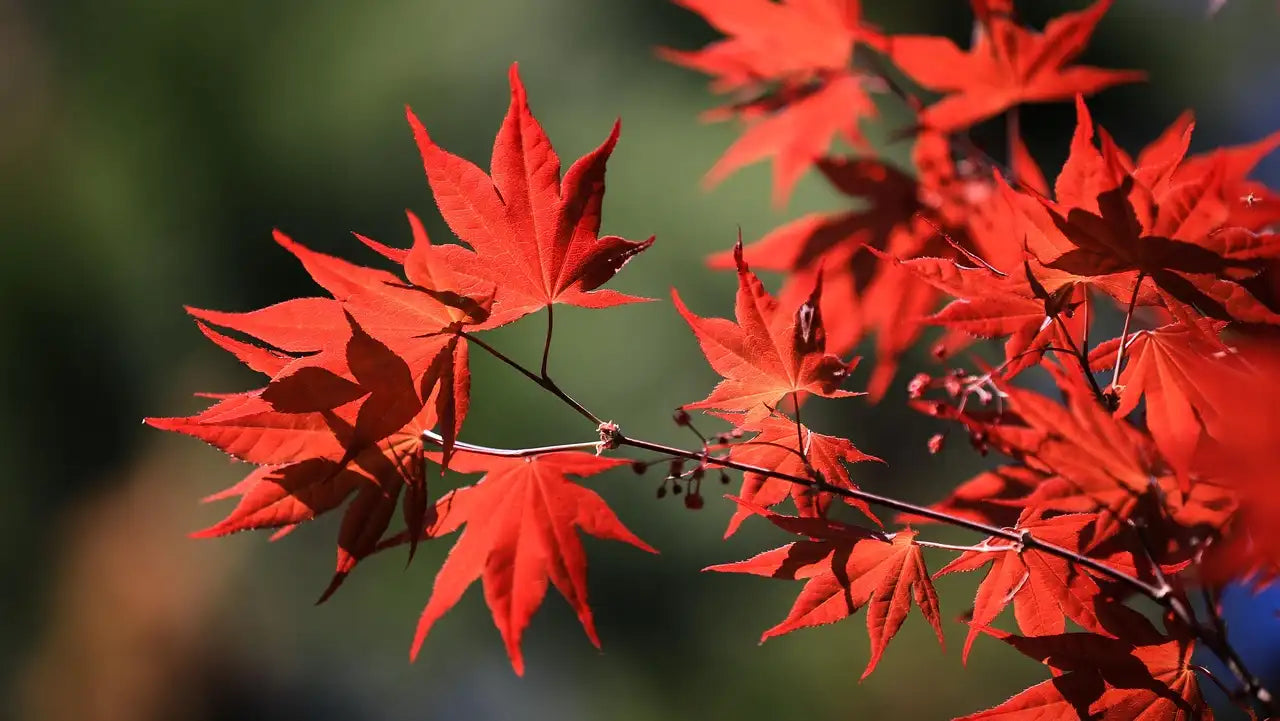 Feuilles d'érables pourpres