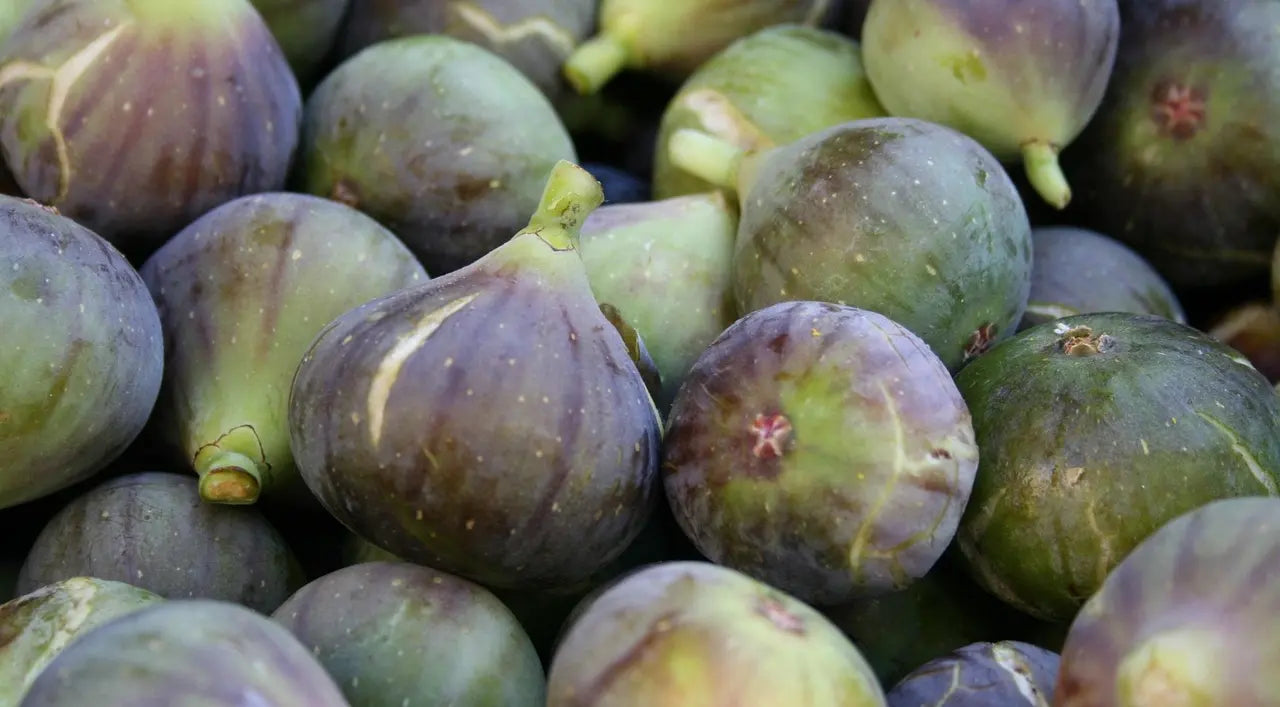 Récolte de figues à maturité