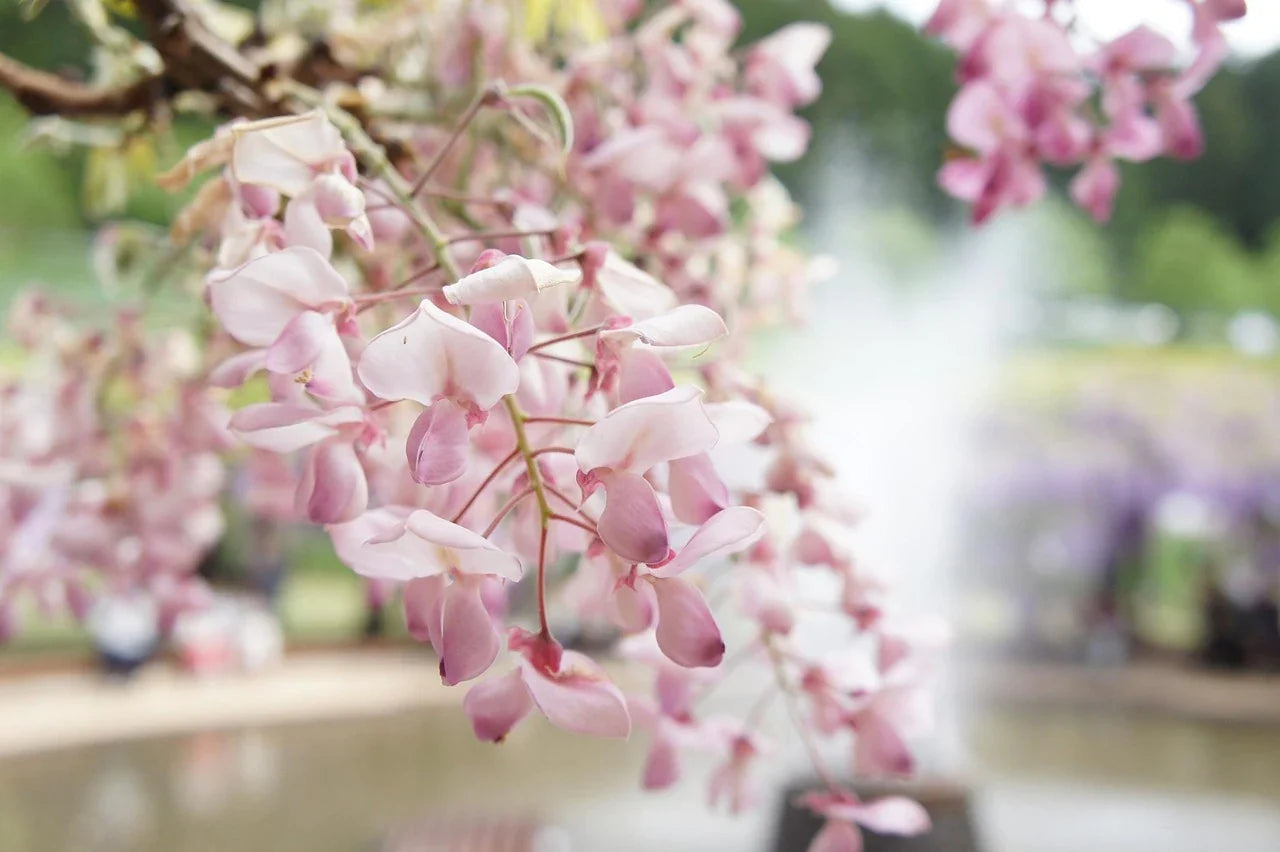 Glycine en fleurs