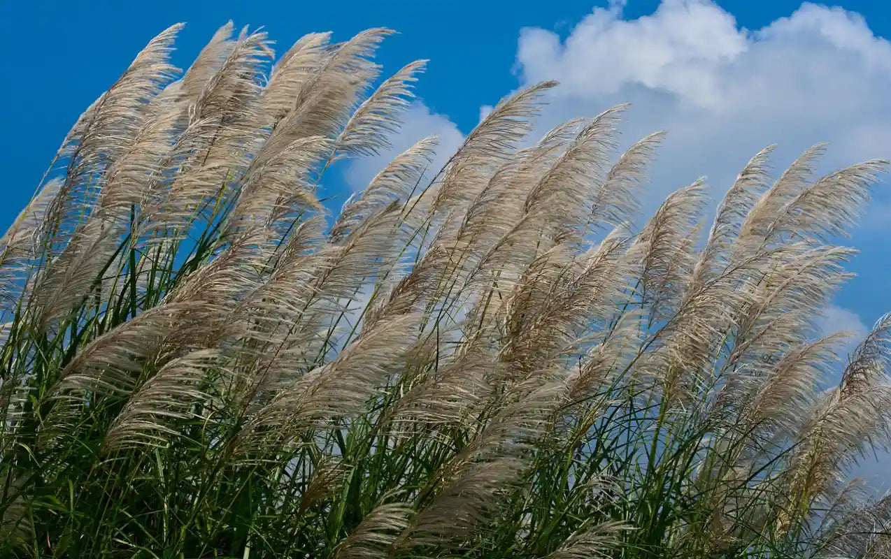 Graminées en fleurs