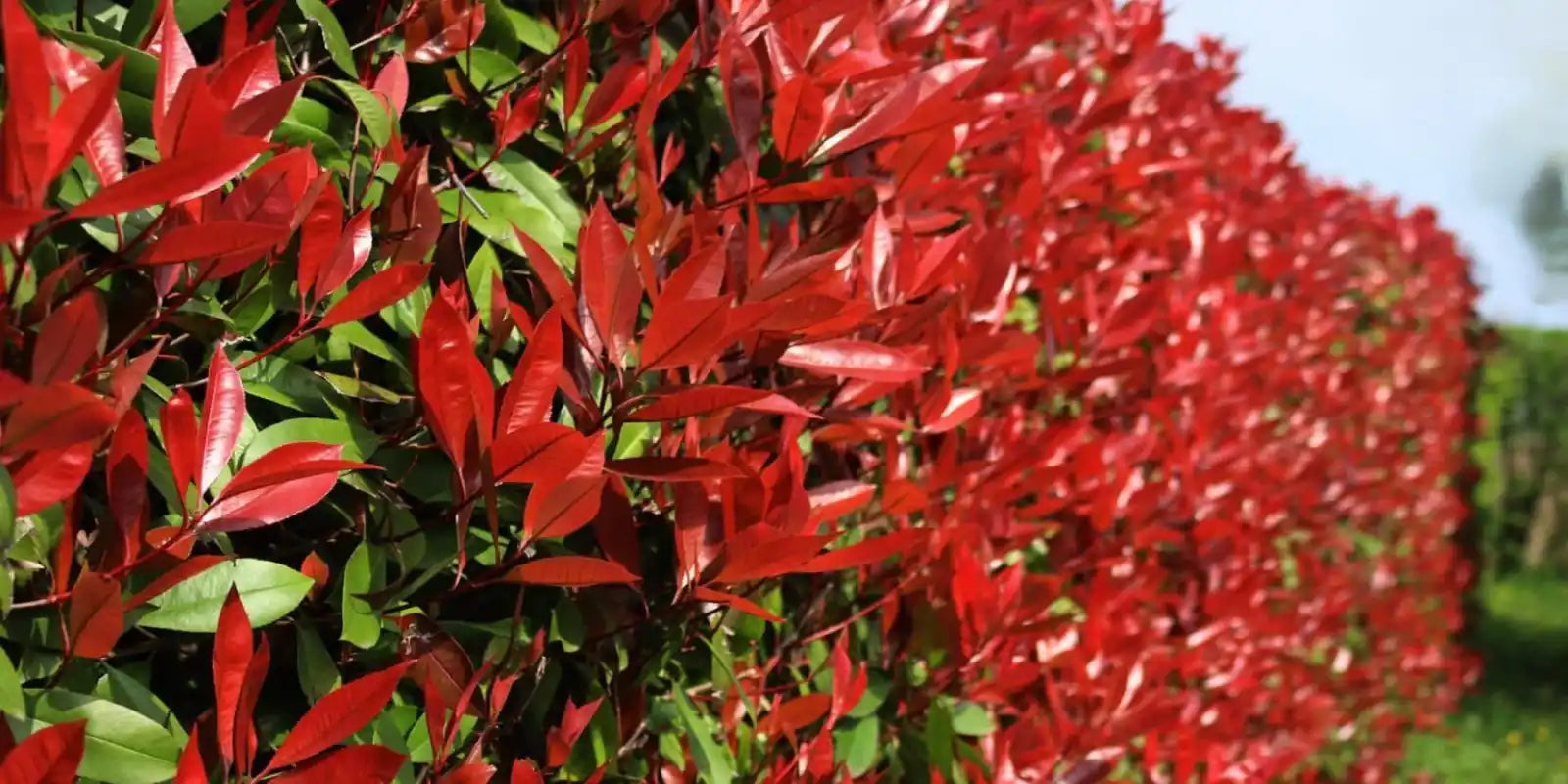 Haie de photinias, à feuilles rouges