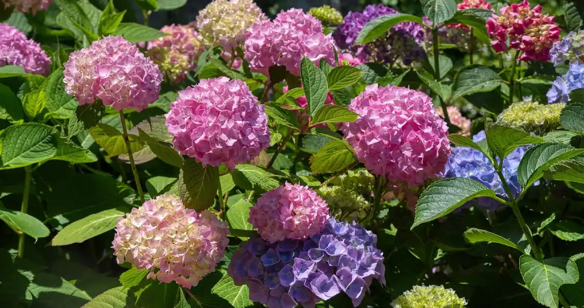 Hortensias multicolors fleuris