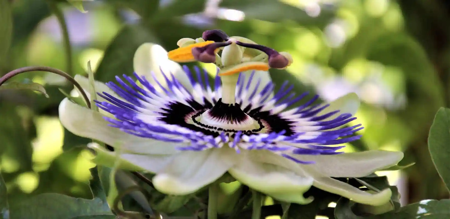 Fleur d'une passiflore