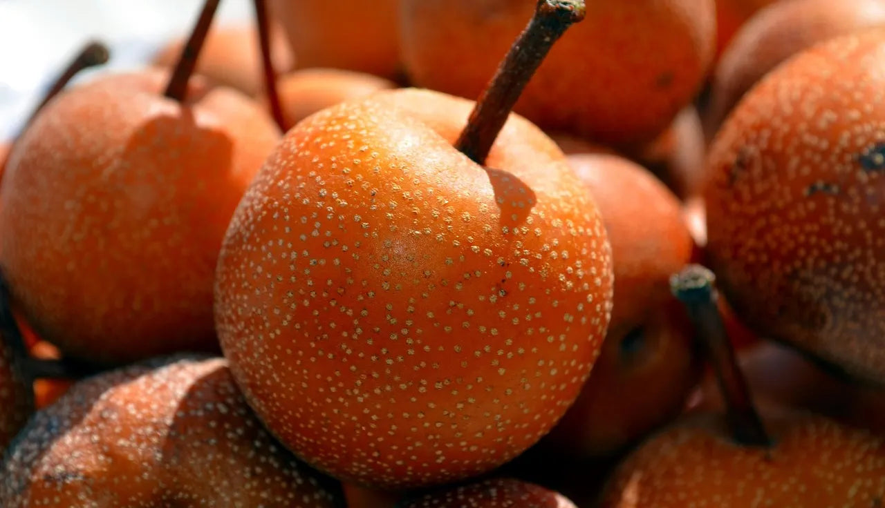 Récolte de fruits du nashi