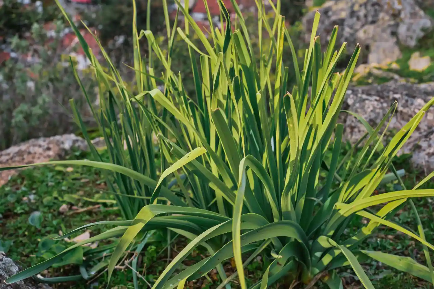 phormium