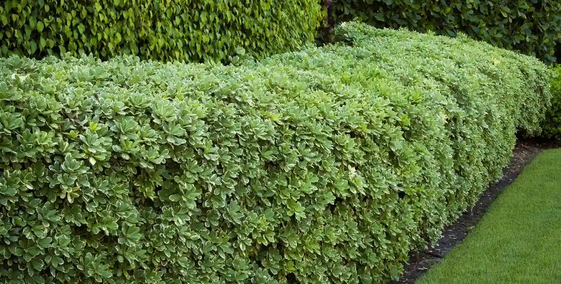 Haie verte et persistante de pittosporums