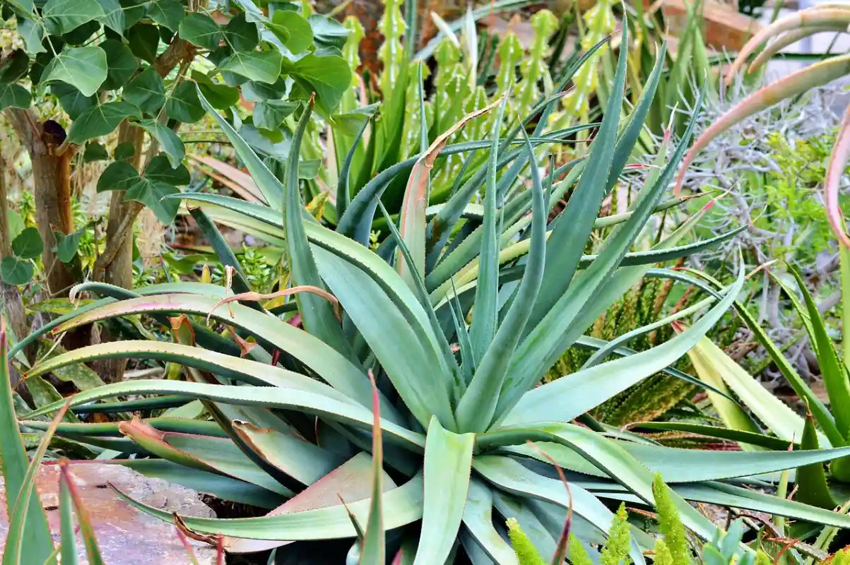 plante exotique (agave)