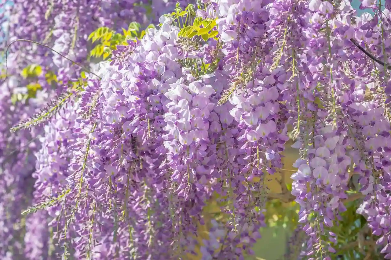 plante grimpante violette (glycine)