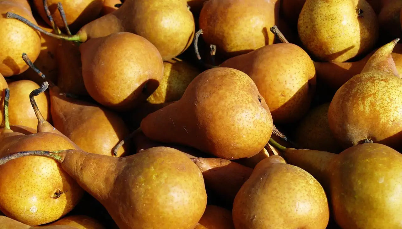 récolte de poires mûres