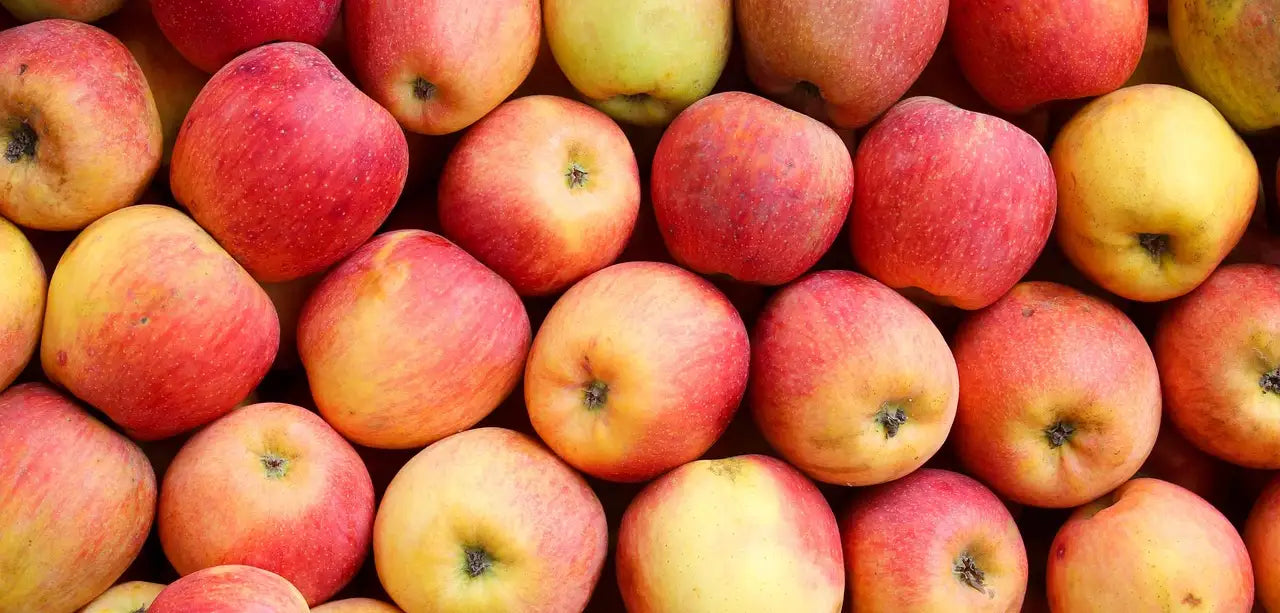 Récolte de pommes mûres