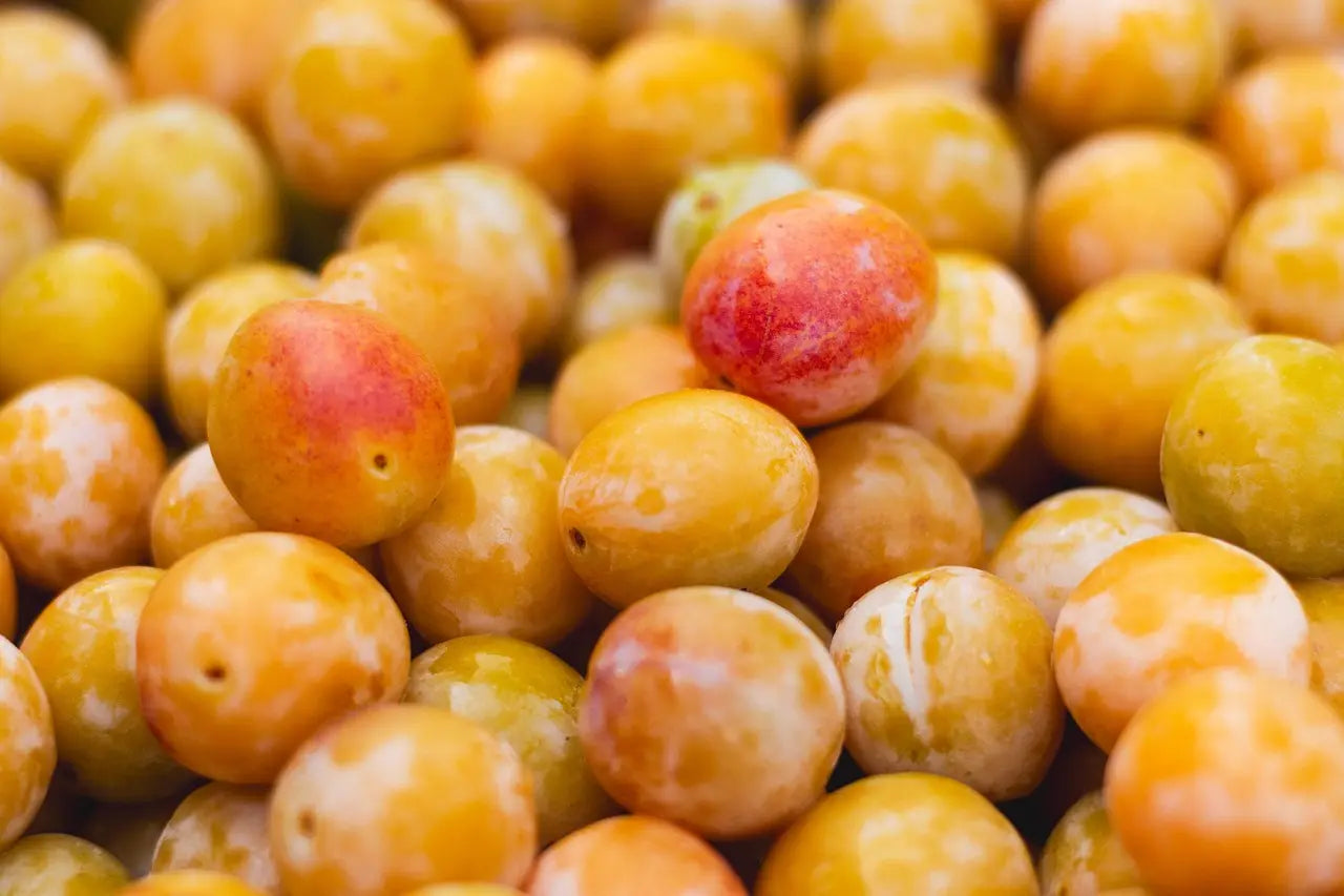 Belle récolte de prunes