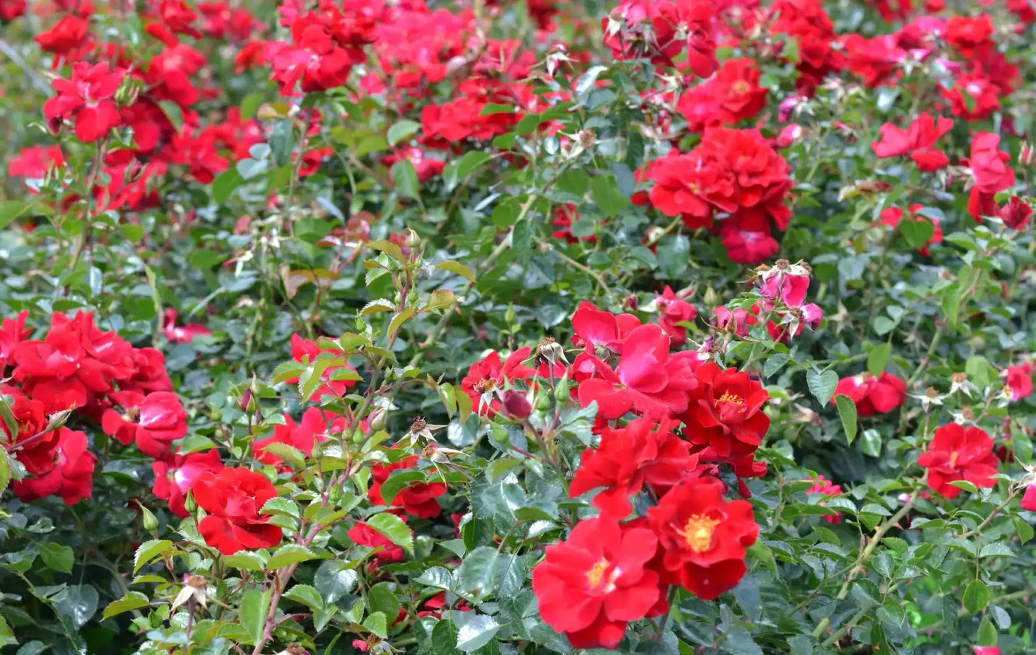 Rosiers paysagers rouges