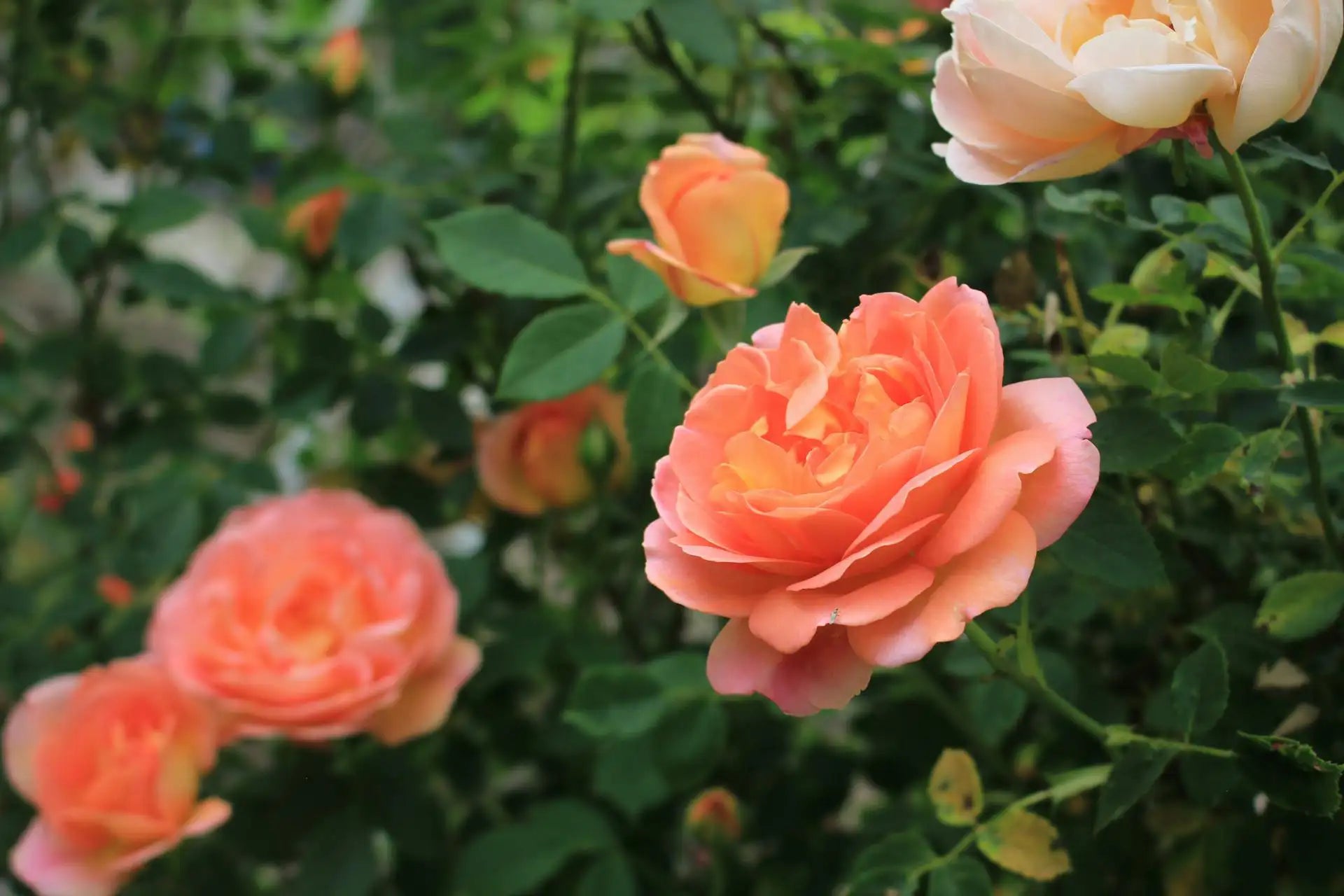 Rosier jaune orangé à grandes fleurs