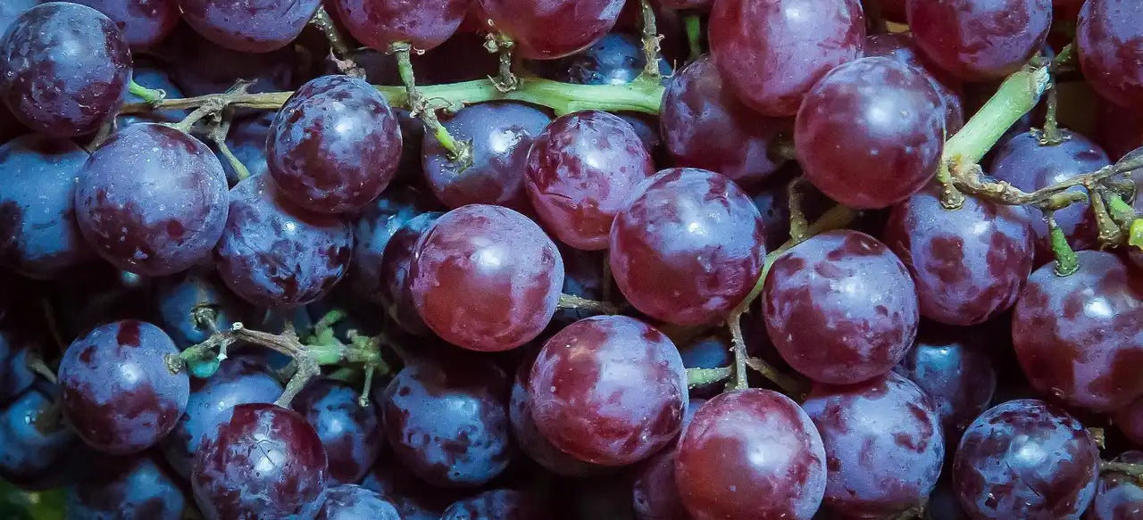 Grappes de raisins