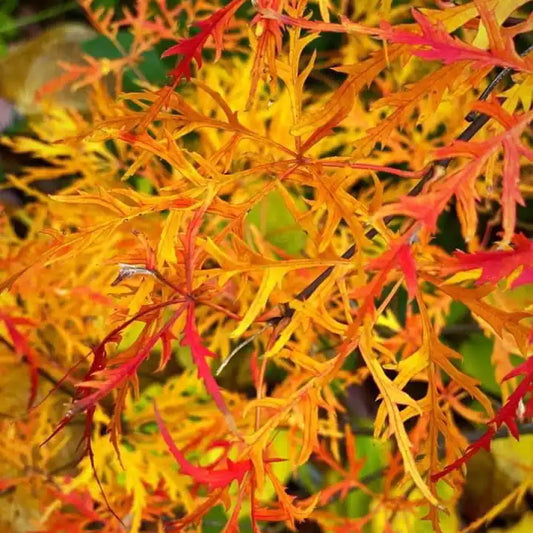 Erable du Japon à feuilles laciniées Viridis (acer palmatum dissectum viridis)