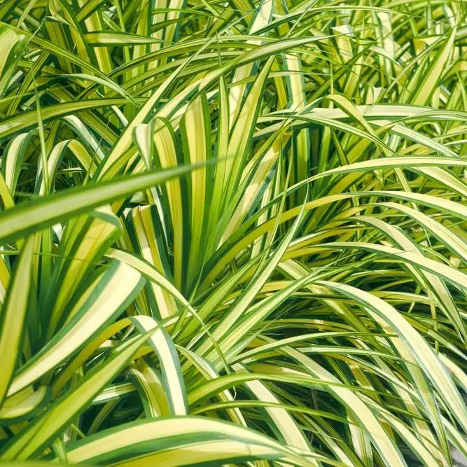 Carex Evergold