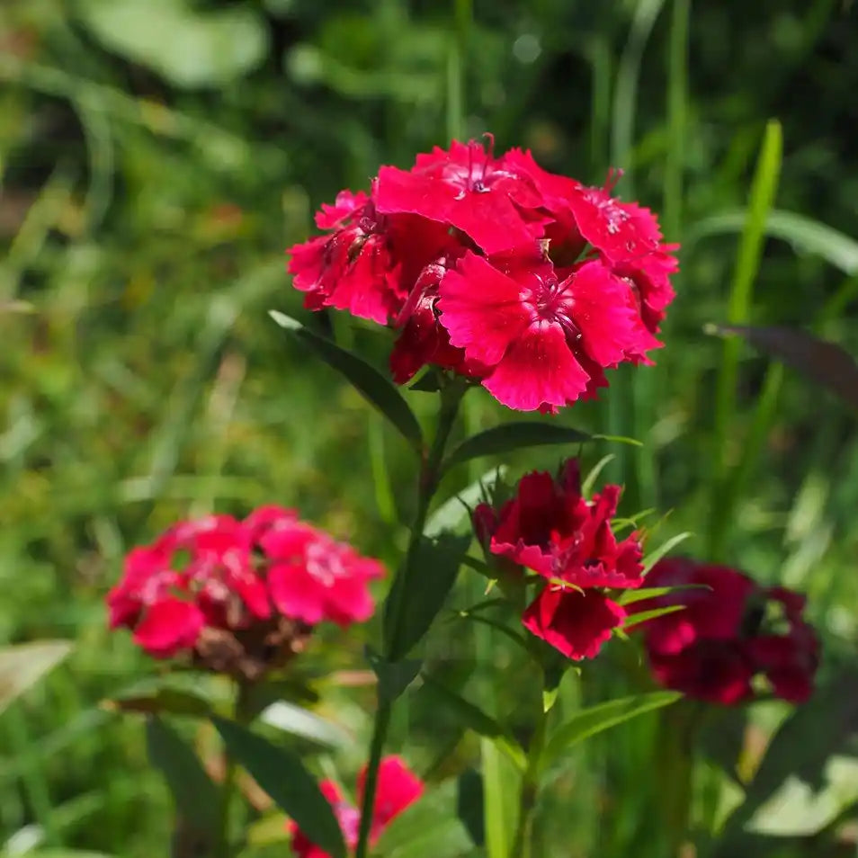 Oeillet rouge vif "Brilliant"
