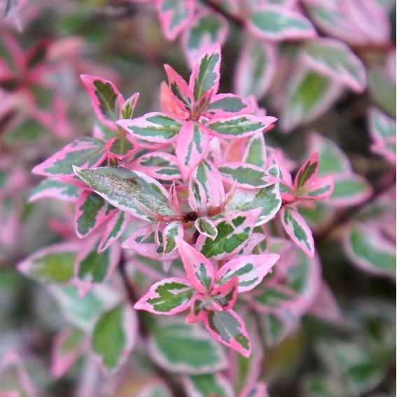 Abélia Grandiflora Confetti®