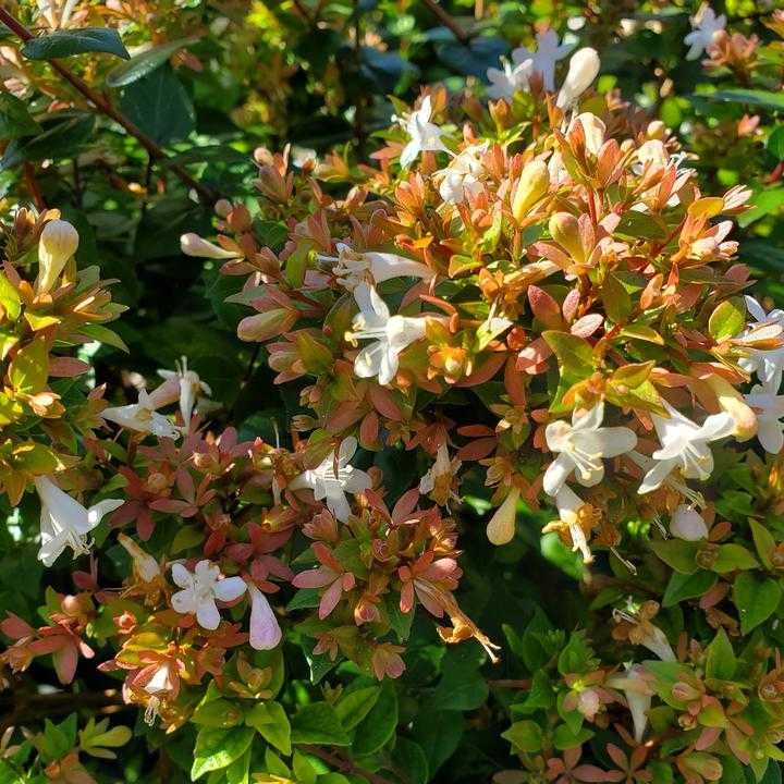 Abélia Grandiflora Prostata