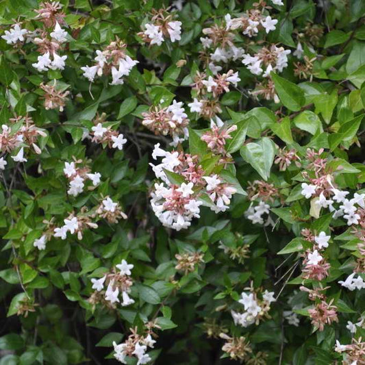 Abélia Grandiflora Sherwoodii