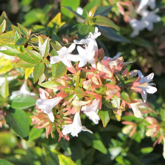 Abélia Grandiflora