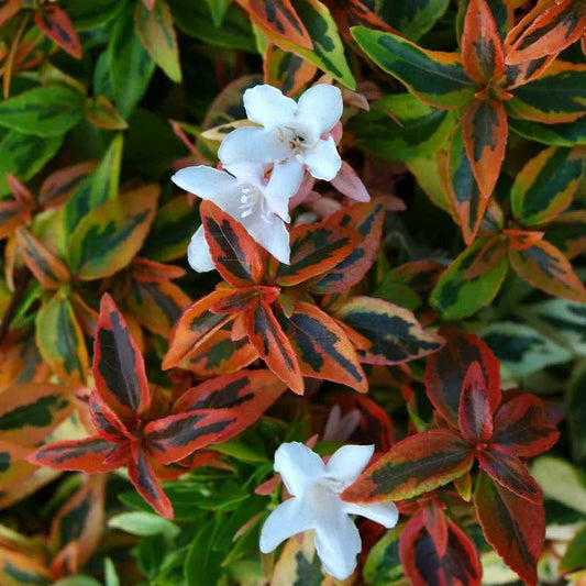 Abélia Grandiflora Kaleidoscope®