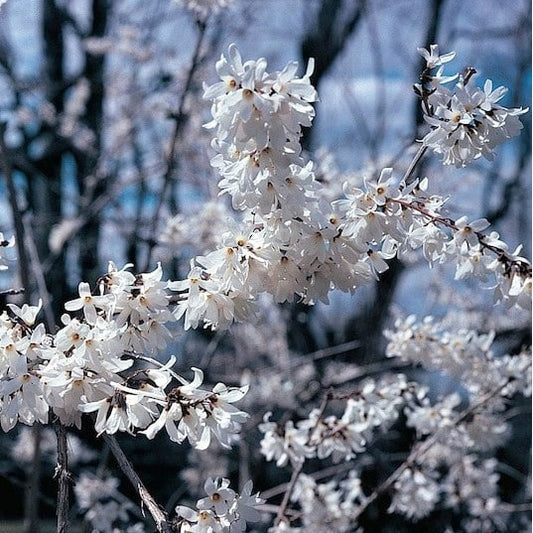 Forsythia blanc (Abeliophyllum distichum)