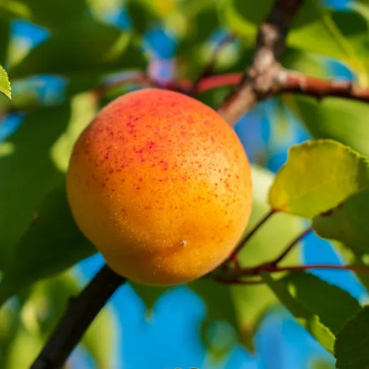 Fruit de l'abricotier Bergeron
