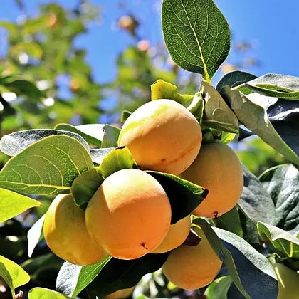 Fruit de l'abricotier Luizet