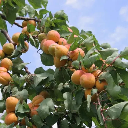Fruit de l'abricotier Pêche de Nancy