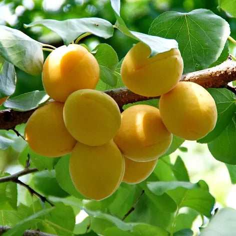 Fruit de l'abricotier Polonais