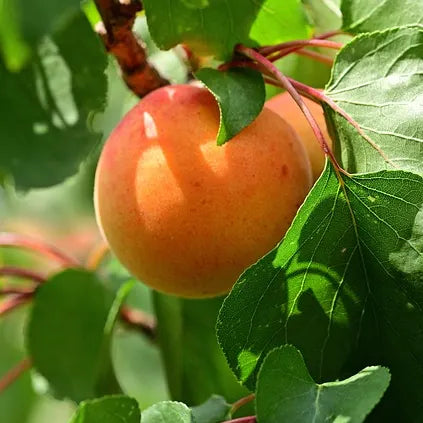 Fruit de l'abricotier Précoce de Saumur