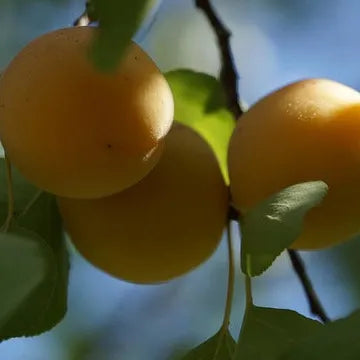Fruit de l'abricotier Rouge du Roussillon