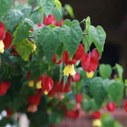 Fleurs rouges et jaunes de l'abutilon