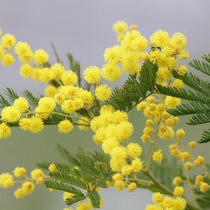 Mimosa des quatres saisons (Acacia Retinoides)