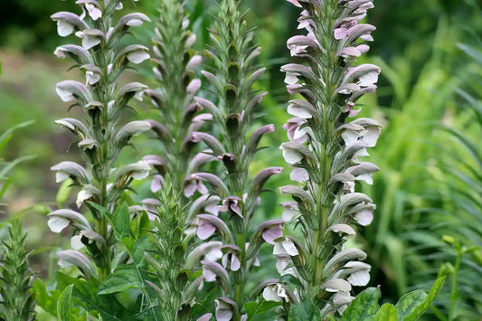 Acanthe (acanthus) mollis