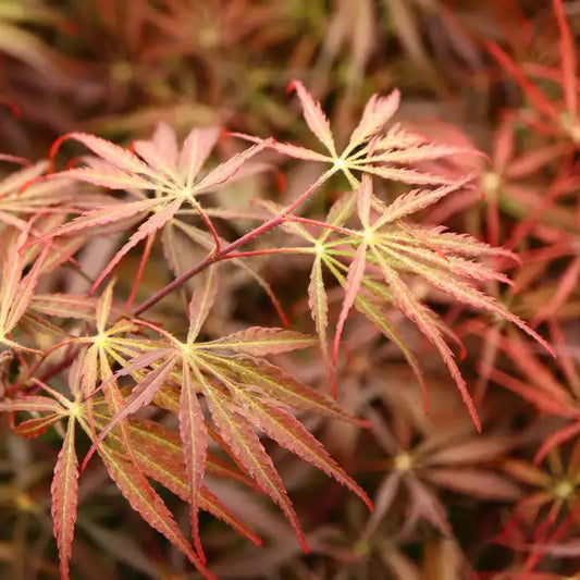 Erable du Japon à feuilles laciniées Tamukeyama (acer palmatum dissectum tamukeyama)