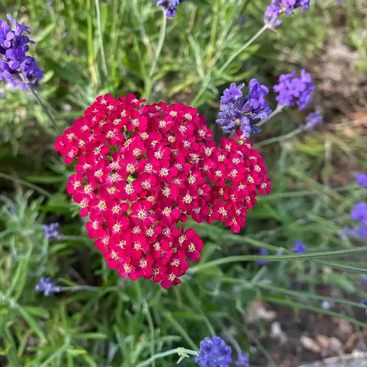 Fleurs rouges vif de l'achillée (achillea) Cerise Queen