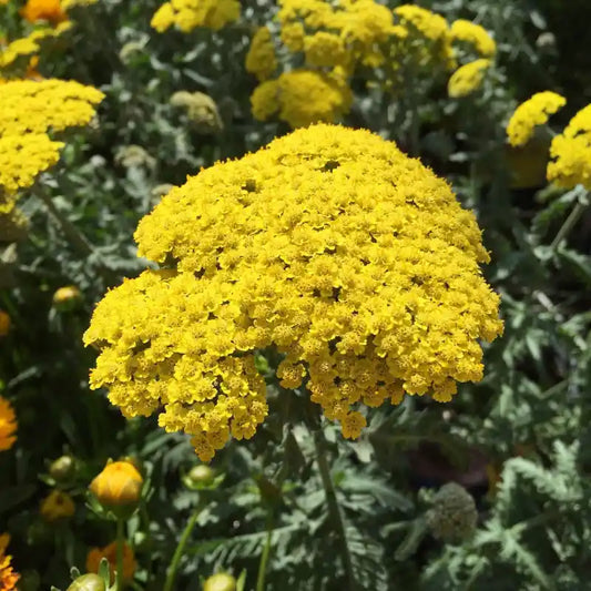 Fleur jaune de l'achilée (achilea) "Cloth Of Gold"
