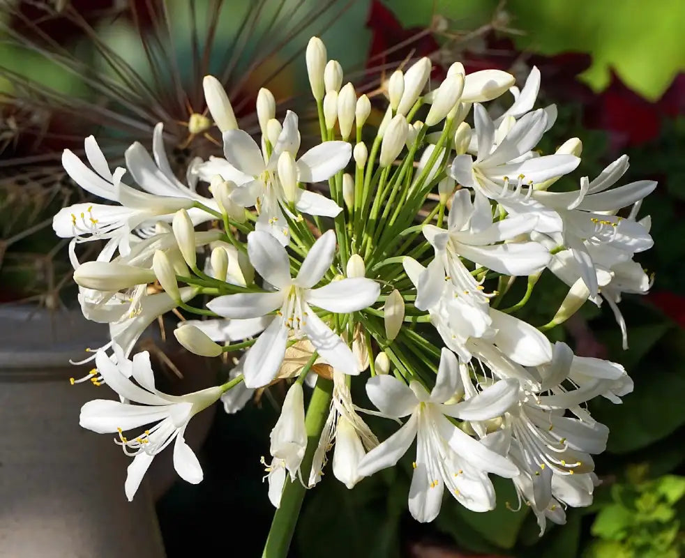 Fleurs de l'agapanthe africanus 