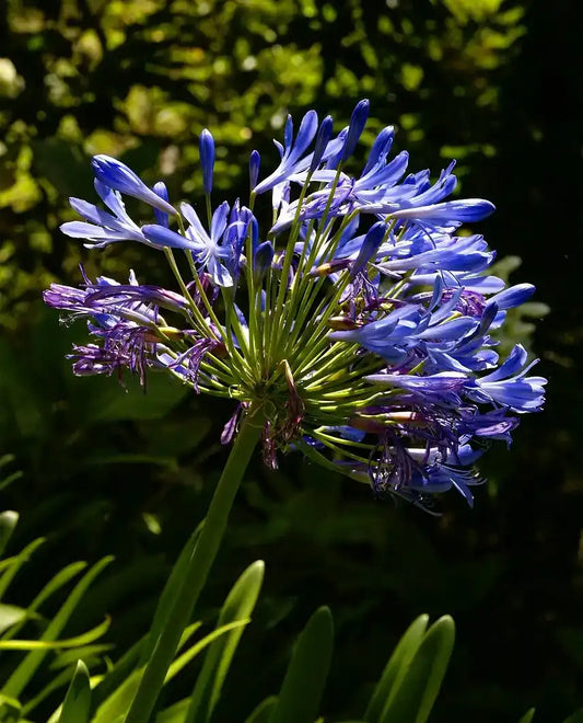 Agapanthe africanus et ses fleurs bleues