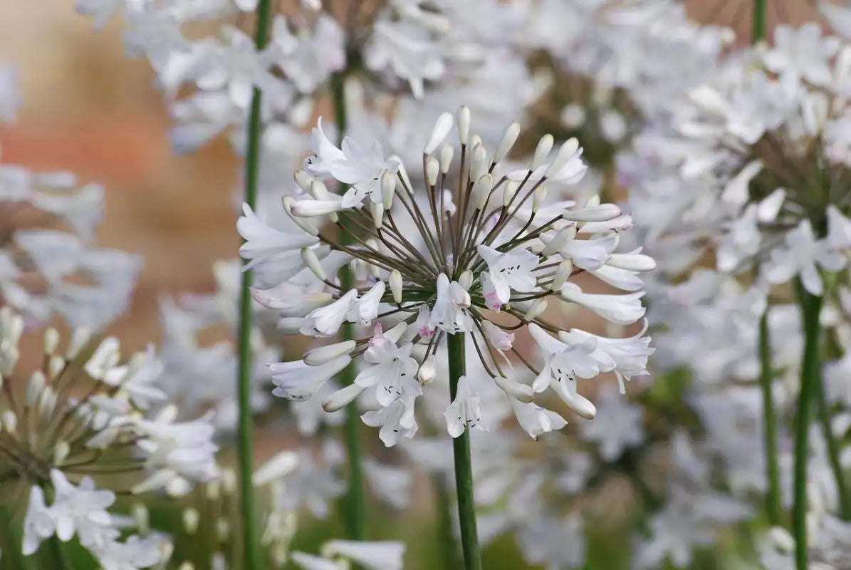 Agapanthe "Pitchoune" white