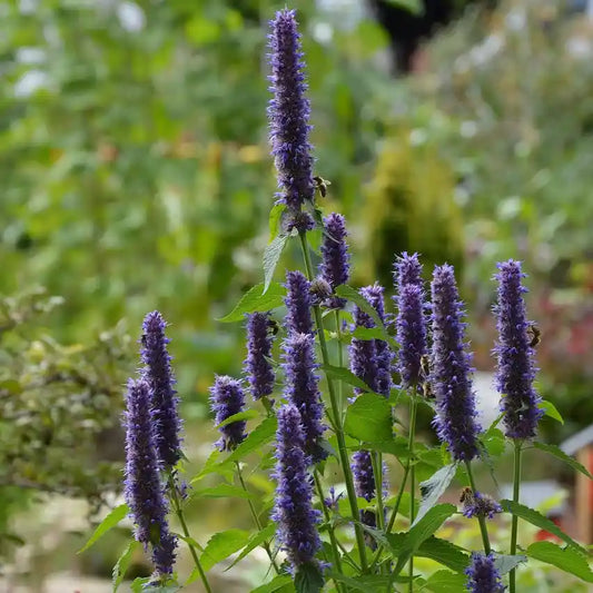 Fleur bleue de l'agastache 'Blue fortune'
