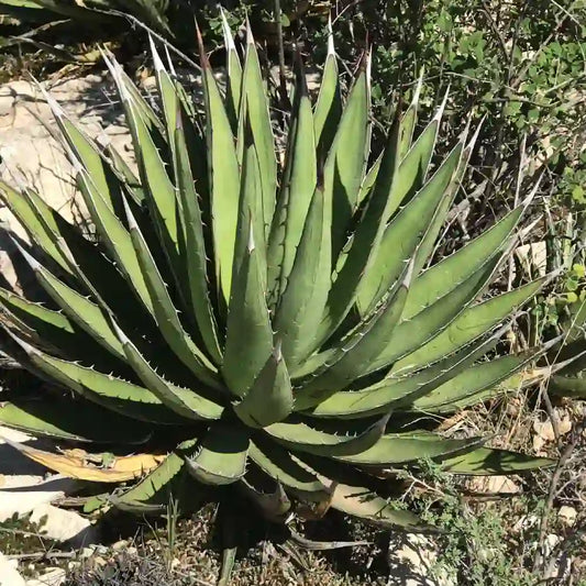 feuilles vertes de l'agave chihuahua