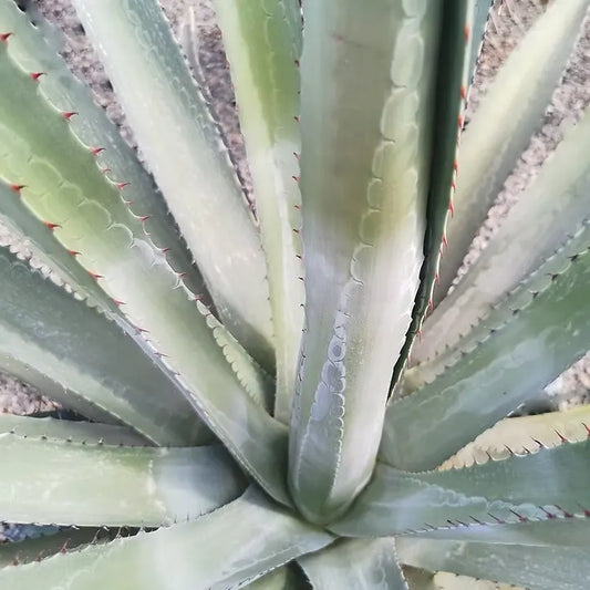 feuilles de l'agave palmeri