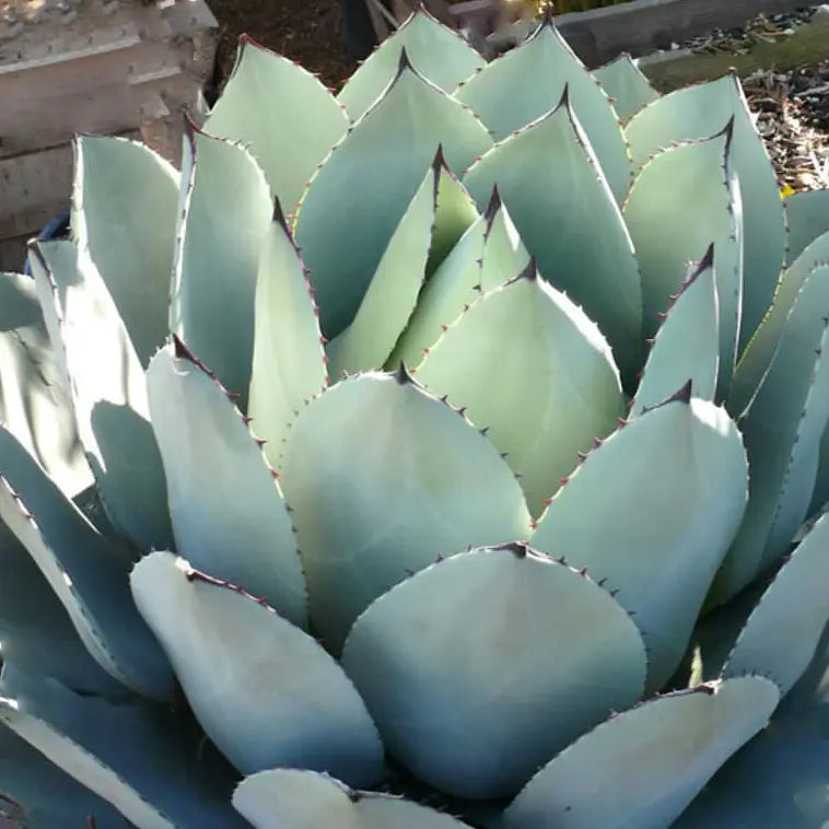 feuilles légèrement bleutées de l'agave parryi