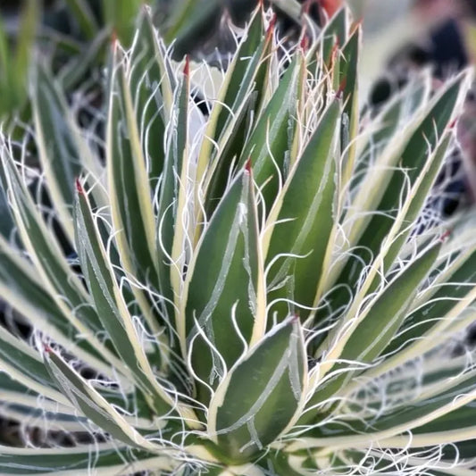 AGAVE schidigera White stripe