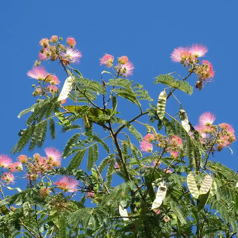 Albizia (arbre à soie)