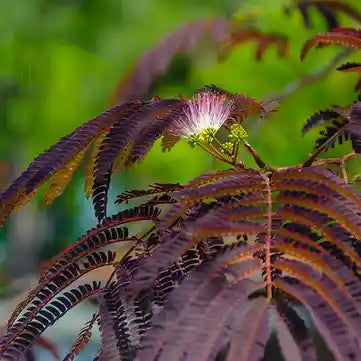 Feuilles brunes l'albizia 'Summer Chocolate'